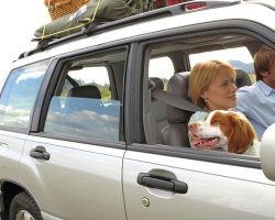 How-to-Survive-a-Car-Trip-with-Your-Pets