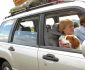 How-to-Survive-a-Car-Trip-with-Your-Pets