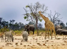 Zimbabwe-Safari