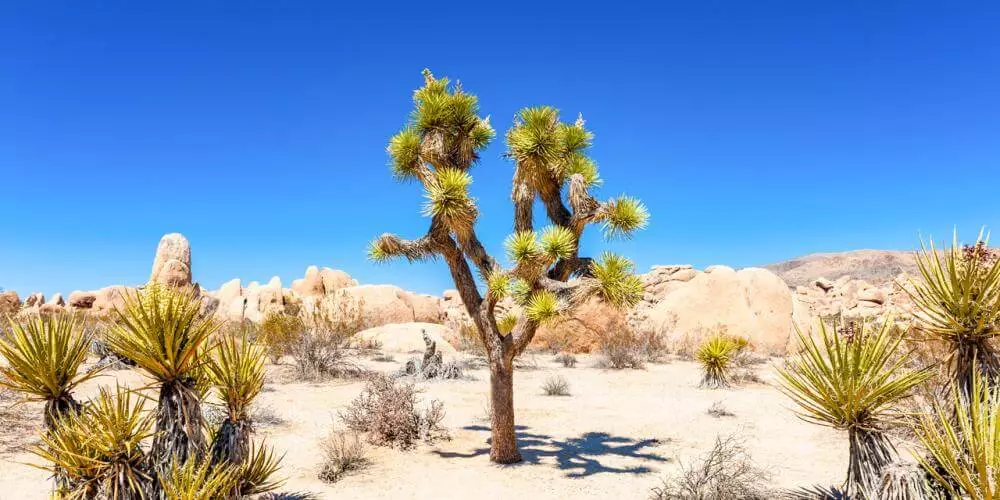Discover-the-Majestic-Natural-Wonders-of-a-Desert-Oasis