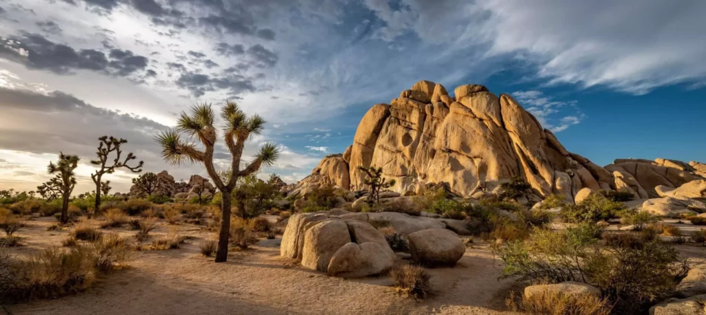 Joshua Tree National Park: Discover the Majestic Natural Wonders of a Desert Oasis