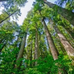 Majestic-Redwoods-Discovering-Californias-Ancient-Giants