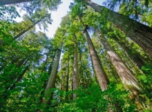 Majestic-Redwoods-Discovering-Californias-Ancient-Giants
