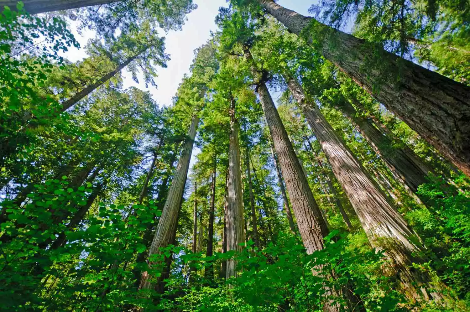 Majestic-Redwoods-Discovering-Californias-Ancient-Giants