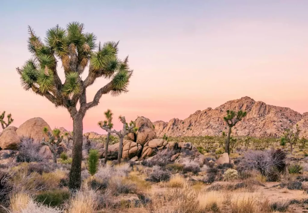 joshua-tree-national-park-joshua-tree