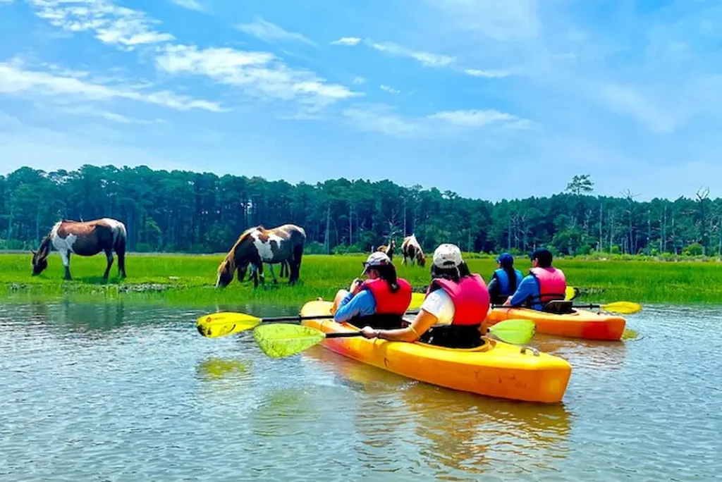 Types of Chincoteague Kayak Tours